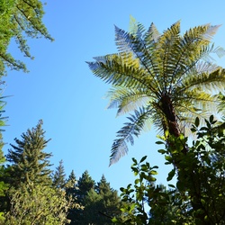 2017-03 New Zealand/Red Woods/DSC_0140.JPG